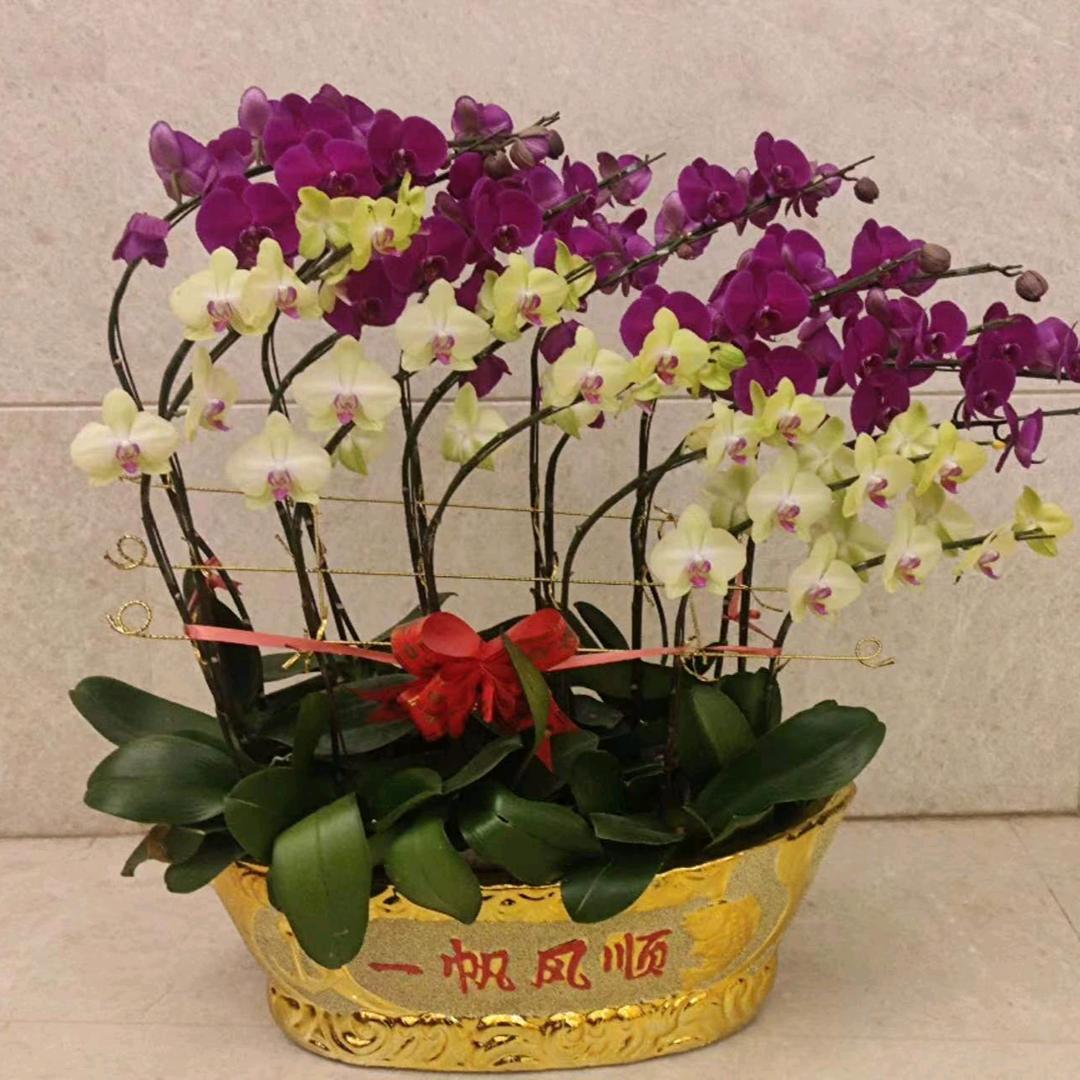 被遺忘🌺 的回憶🌺