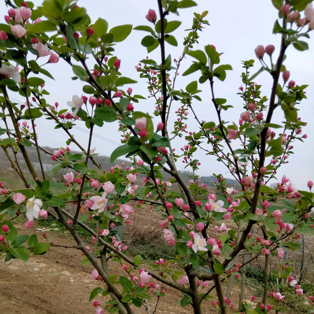 lixinji