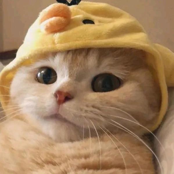 不会聊天的哇