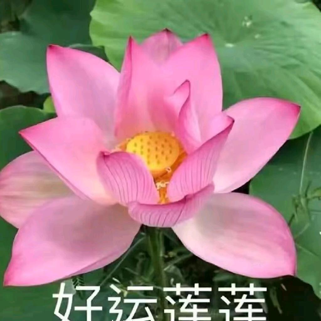罗成仙