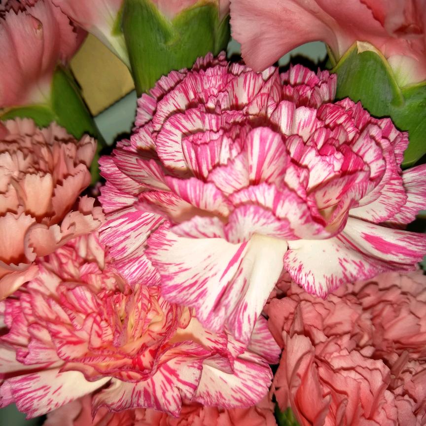 🍀🍀晓芳🍀🍀