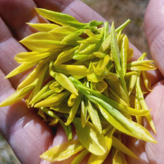 霍山长金茶叶农民专业合作社官方号