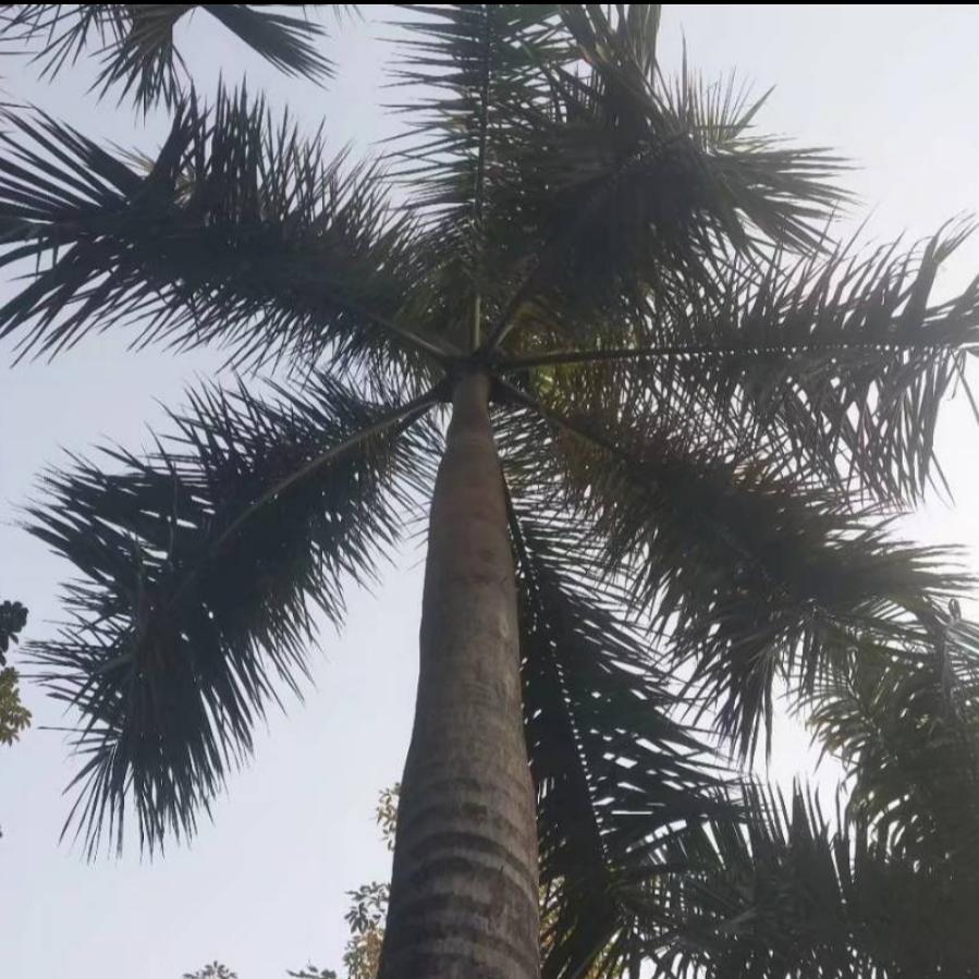 禾青雨浓头像