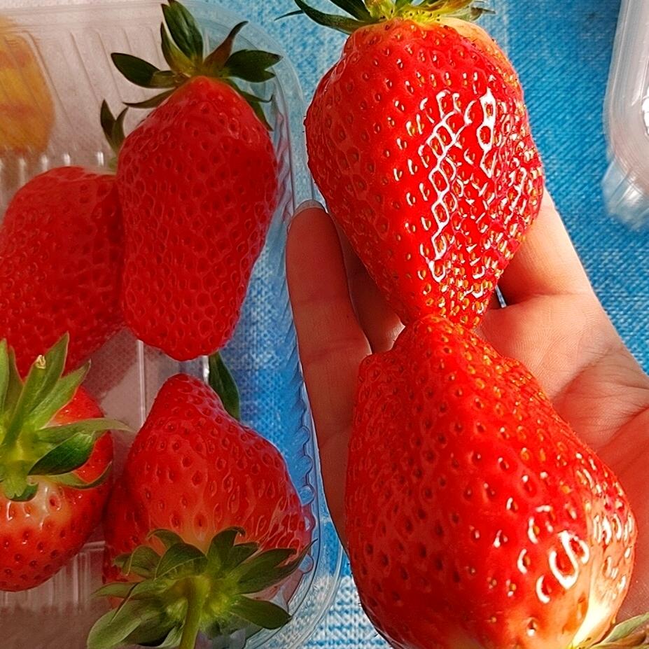 小草莓🍓√