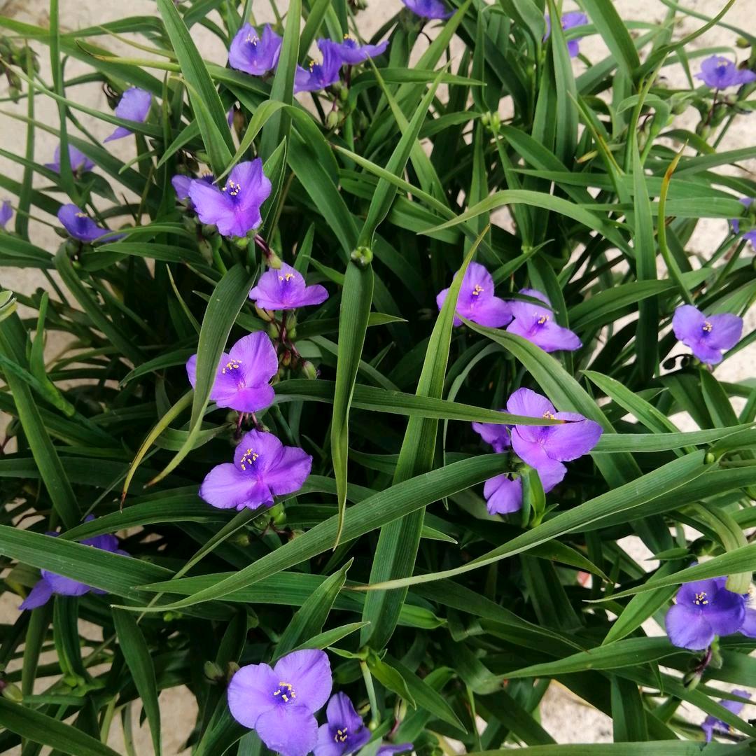 静若繁花