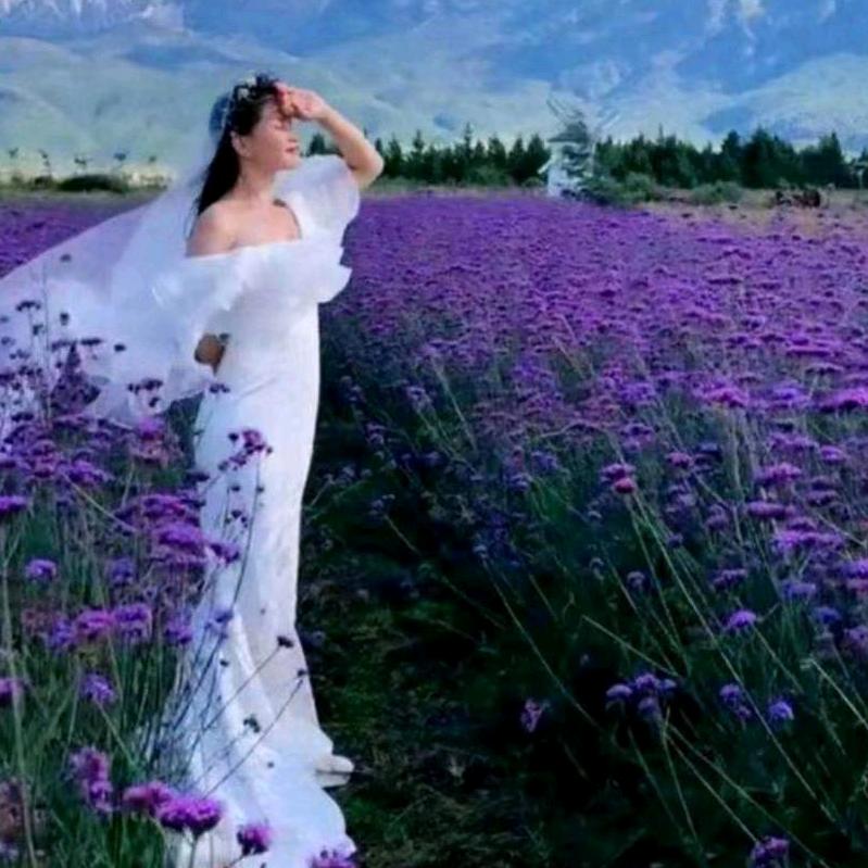 无忧花