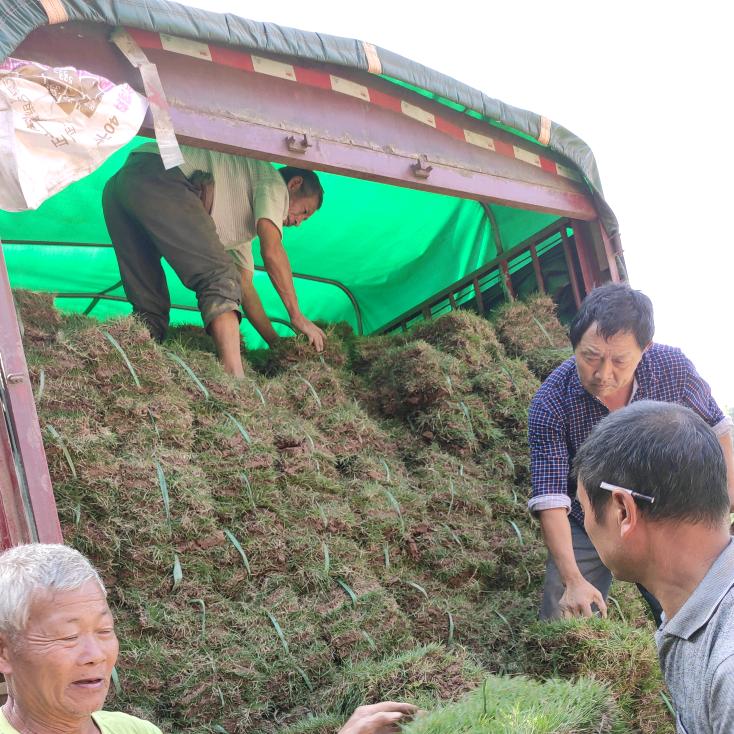 草坪出售