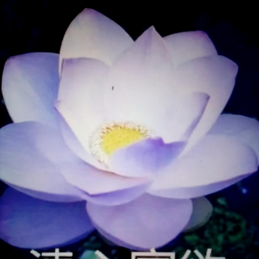 花红柳绿