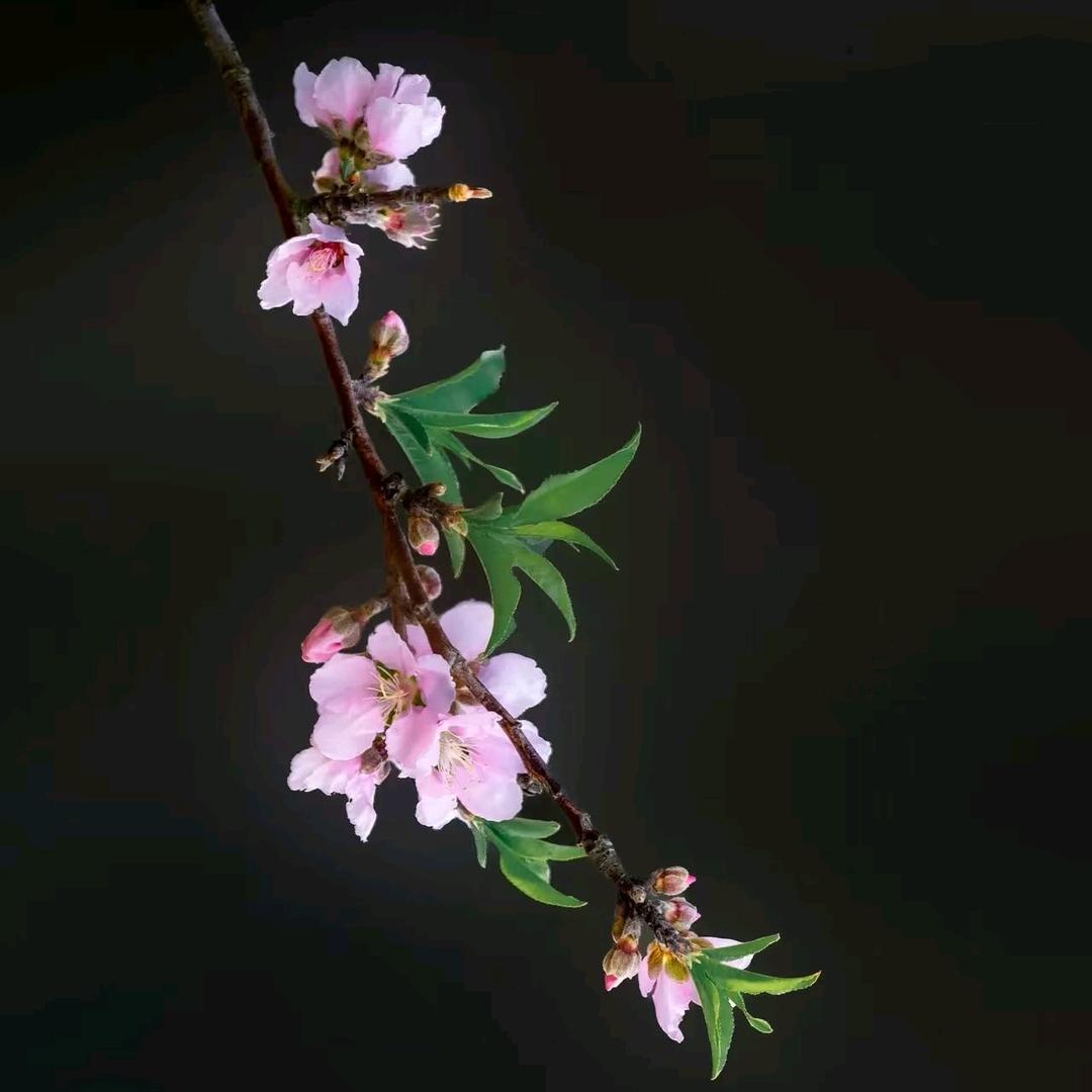 我在西藏修家具