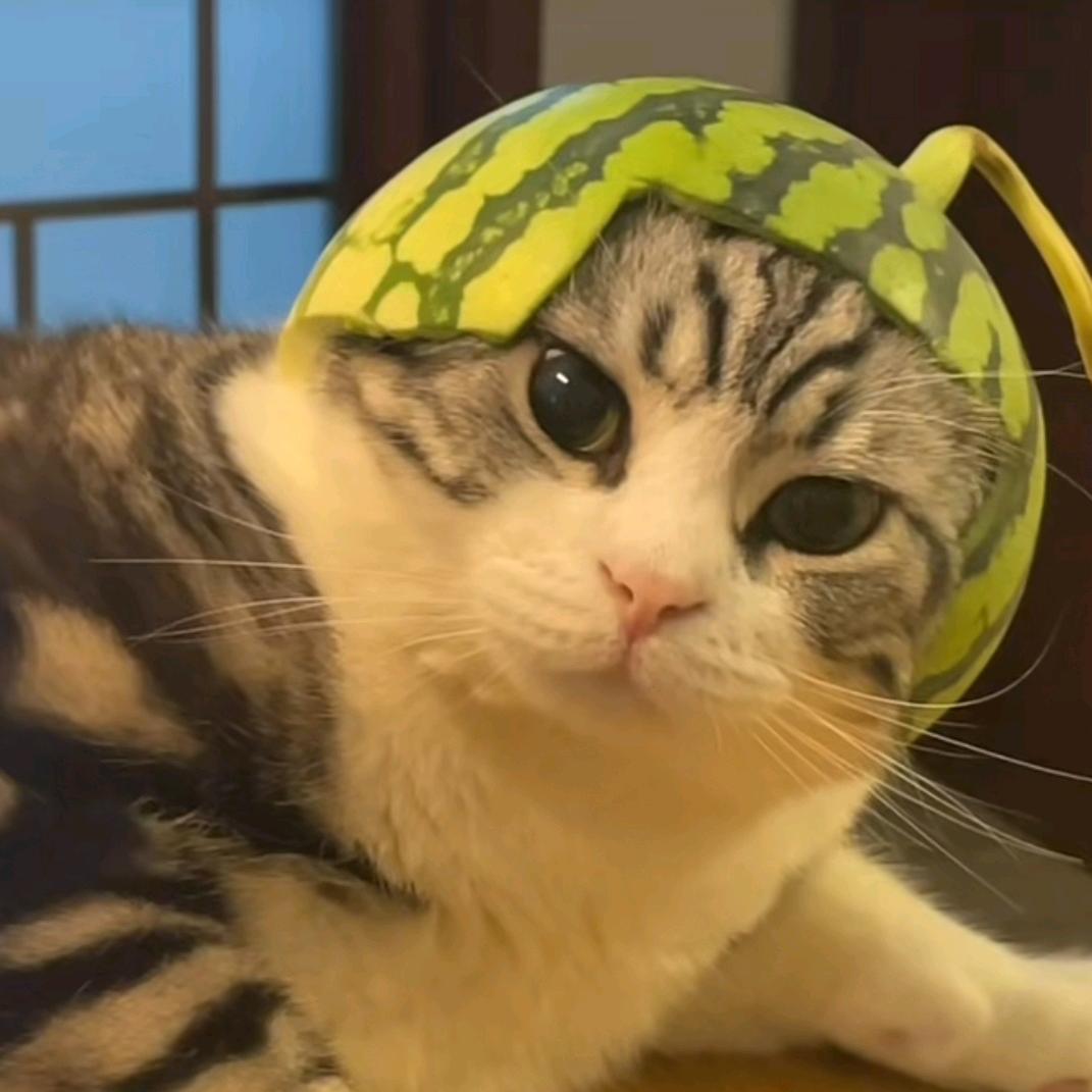 西瓜头小猫