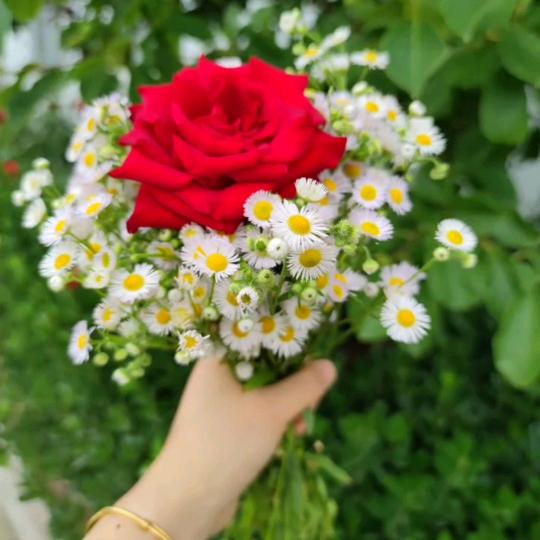 灵芝丹