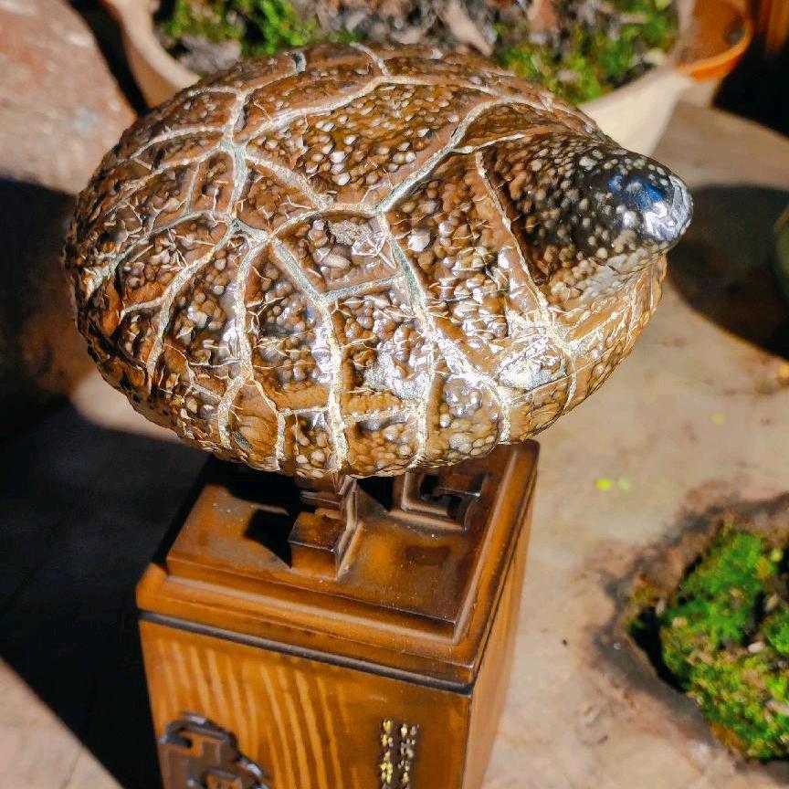 小城古石龟纹石奇石馆