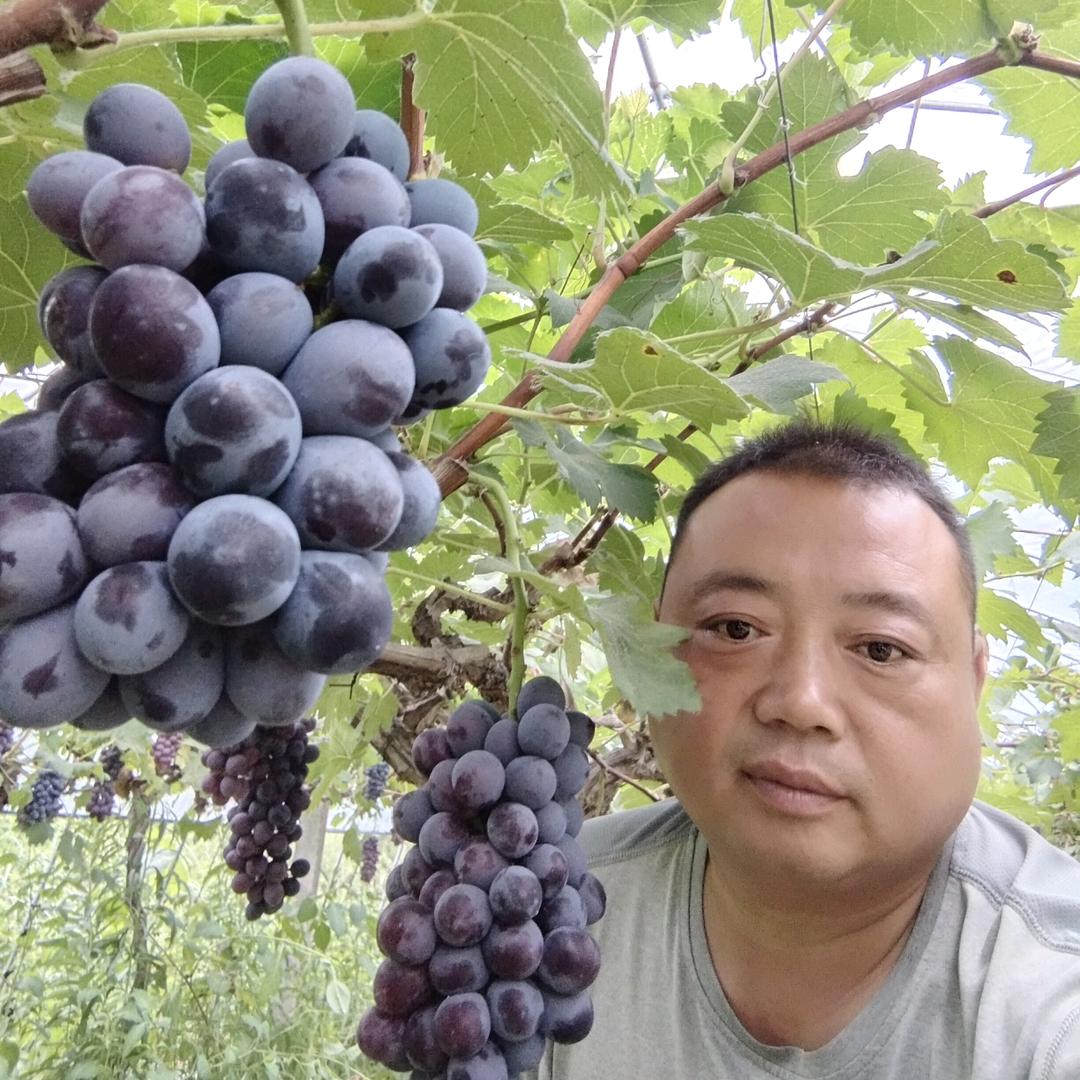 葡萄大龙哥 | 新宇葡萄园
