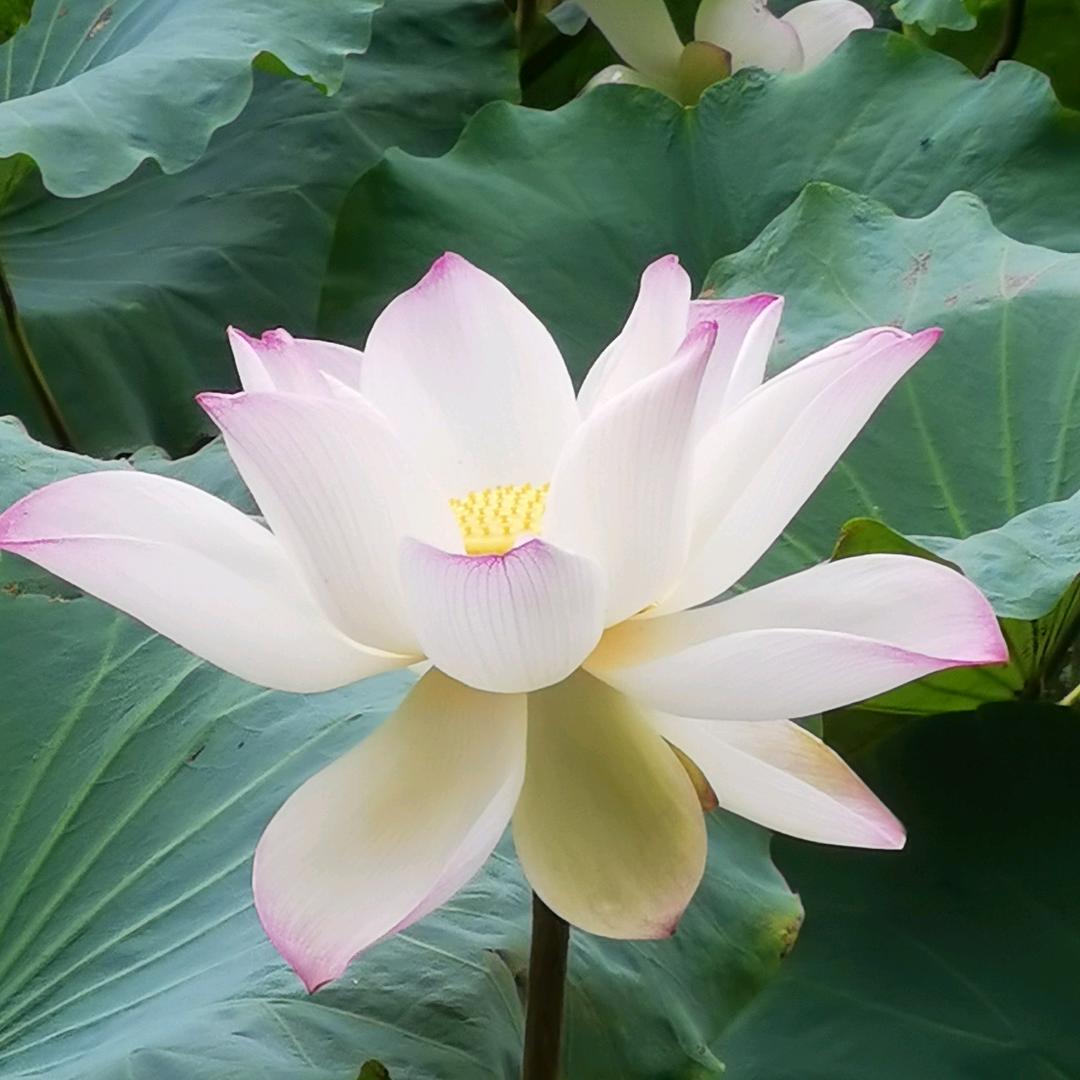 梅子