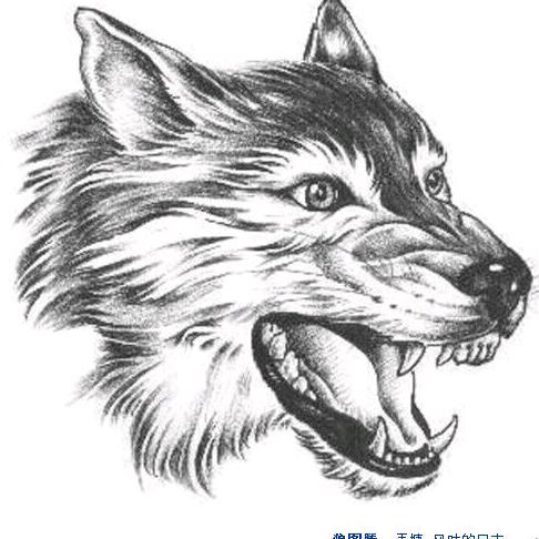 🌟与狼共舞🌟