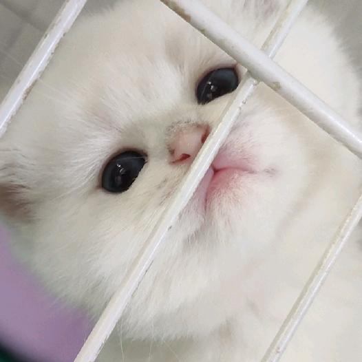 天津张姐宠物店