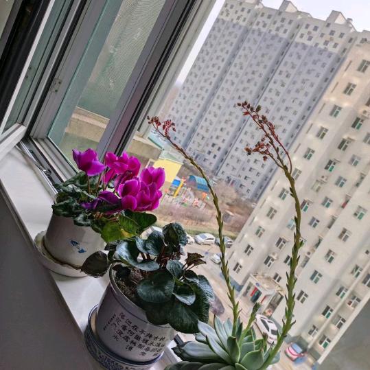 火鸟