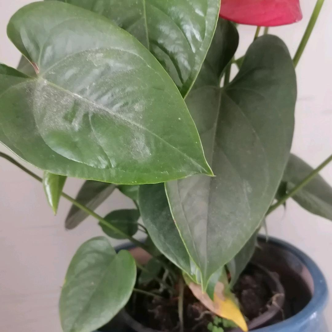 值得更好执着