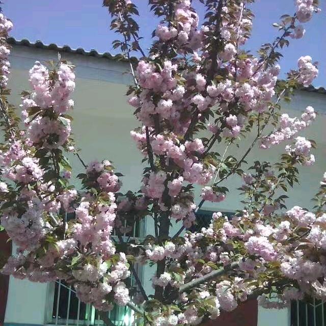 ☞有缘无份☜