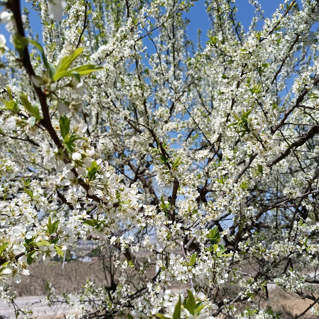 缘来是你油茶种植厂