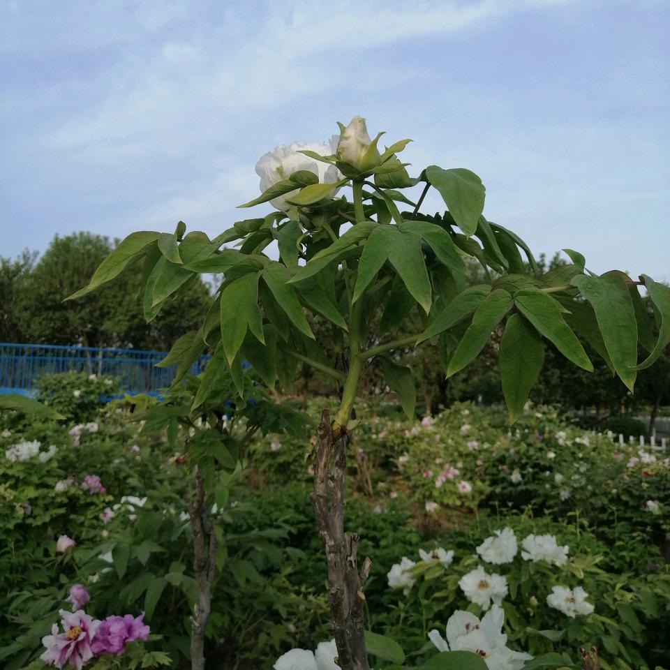 元宝