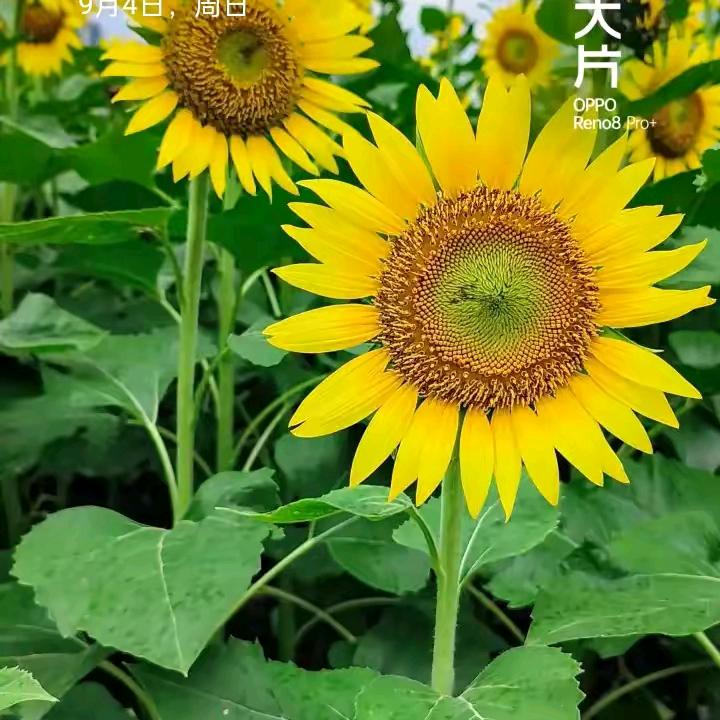 萍芳！（拒绝私聊）