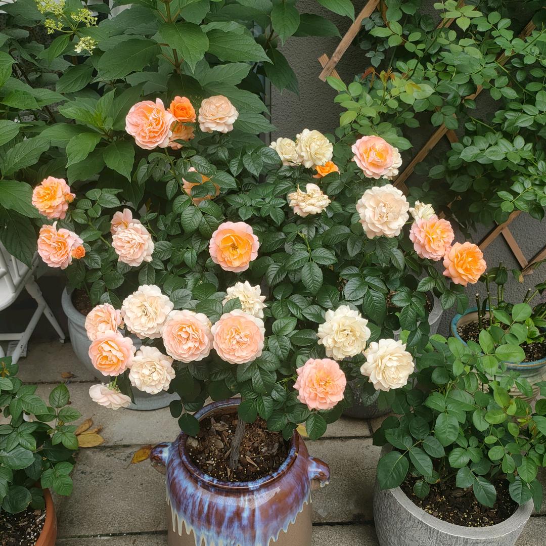 🍊泡沫祺宝🌻