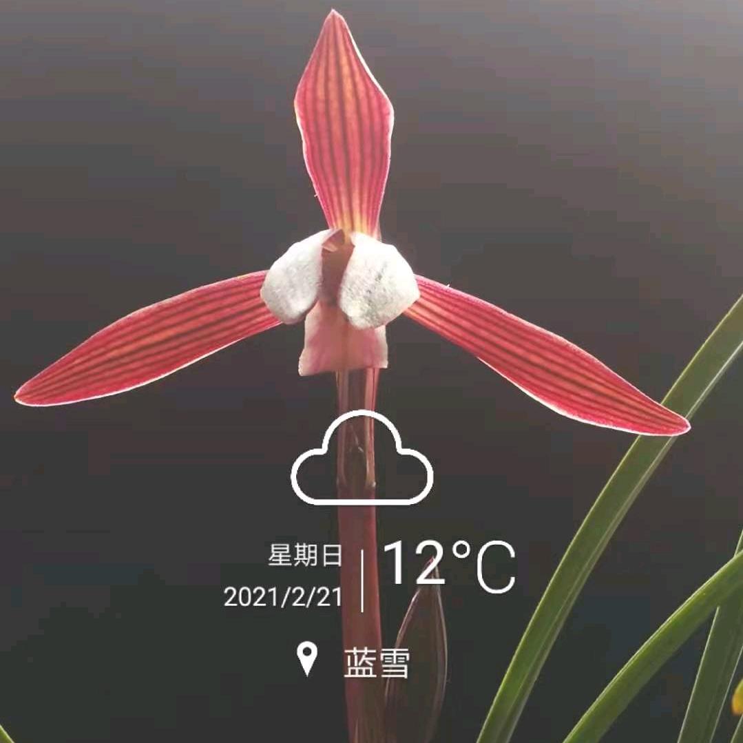 贵州旺草国兰（1号店）