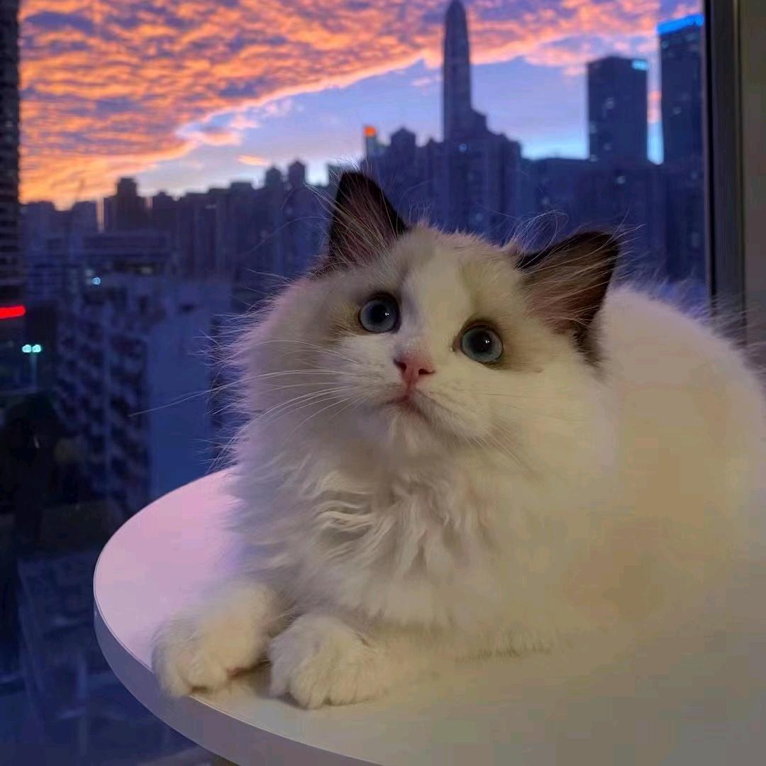 臭打游戏的&（三角洲行动）