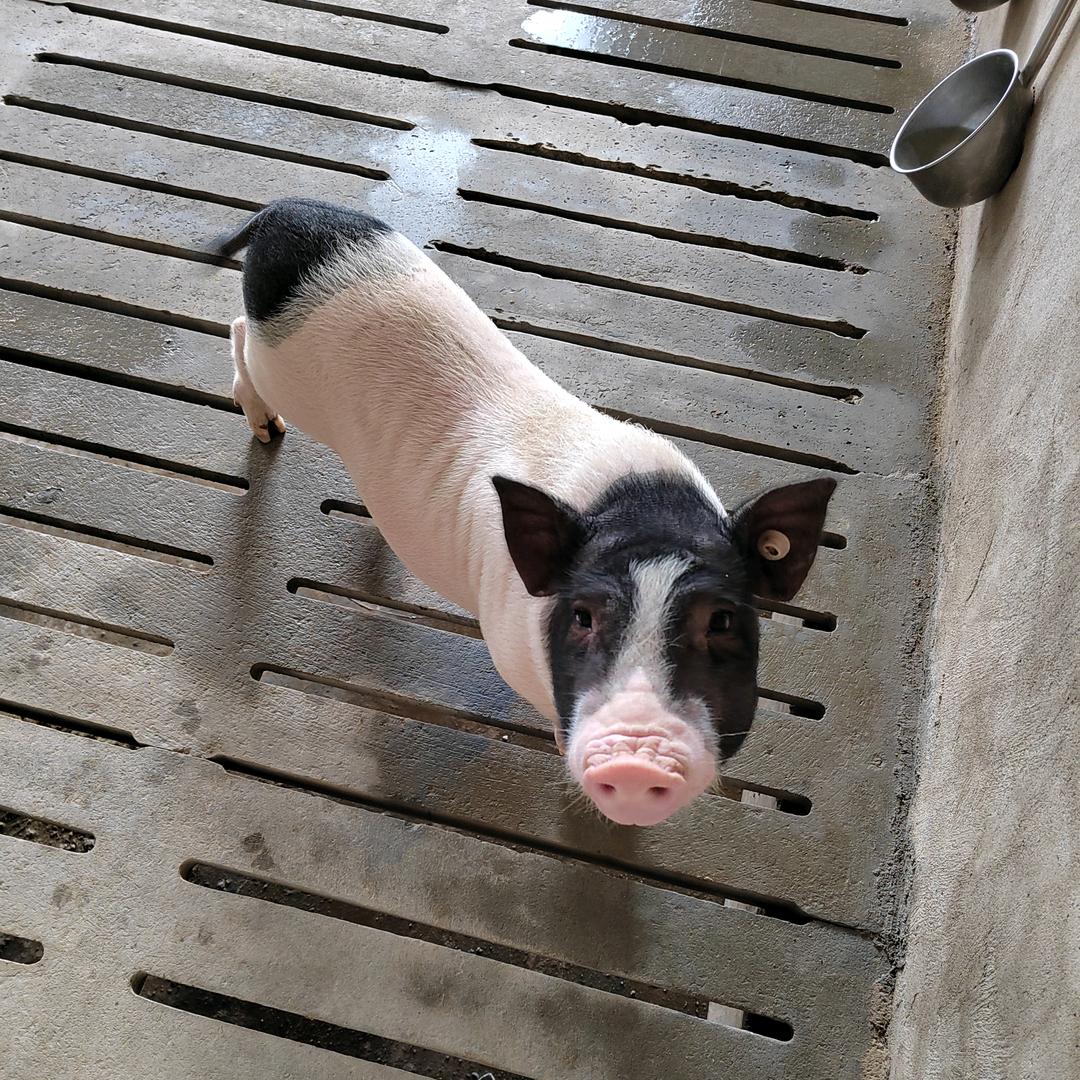 文笔村巴马小香猪（阿春）