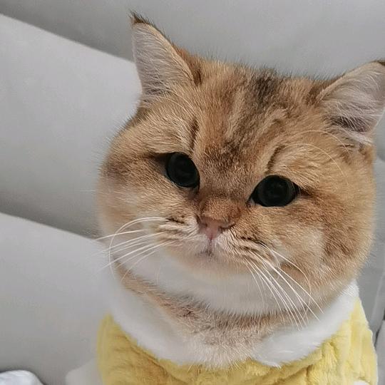红薯。