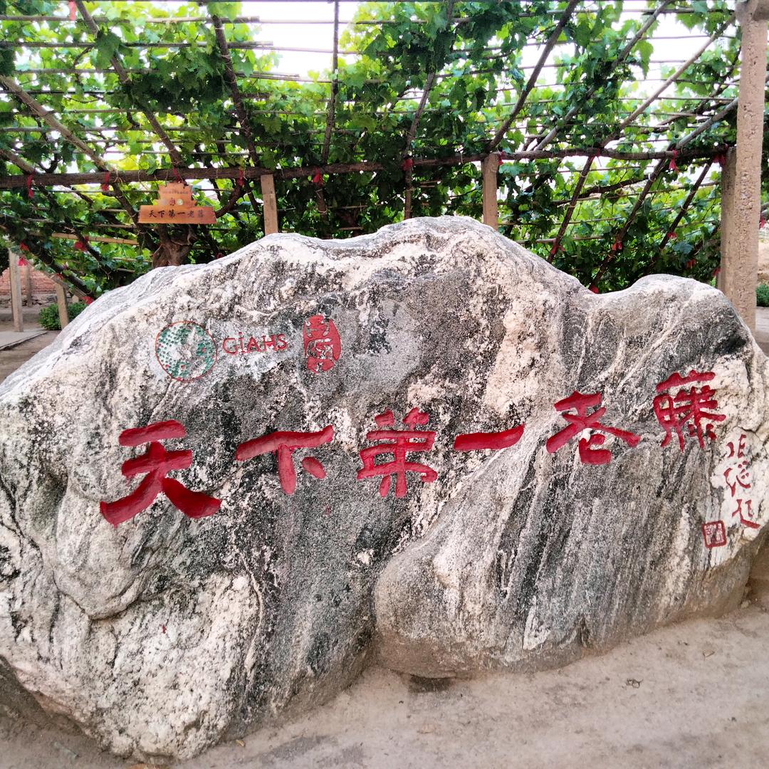 (天下弟一藤)欢迎您来採摘