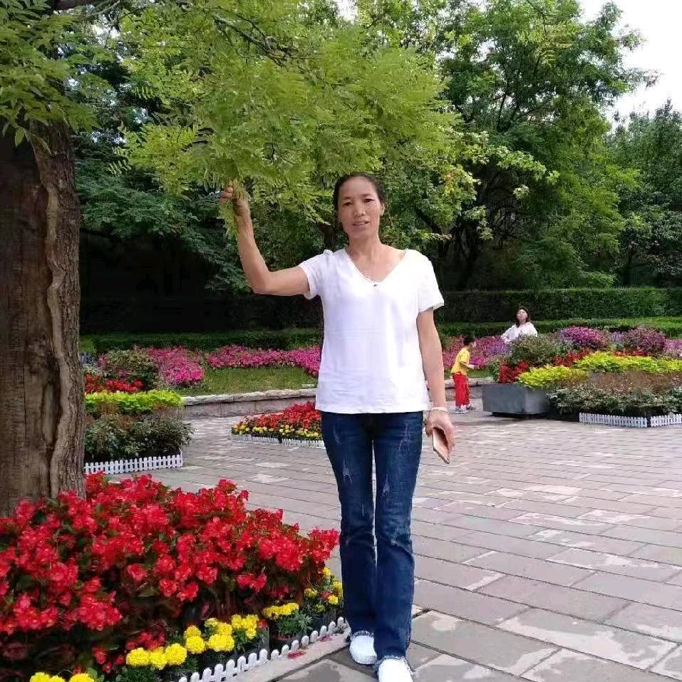 金叶
