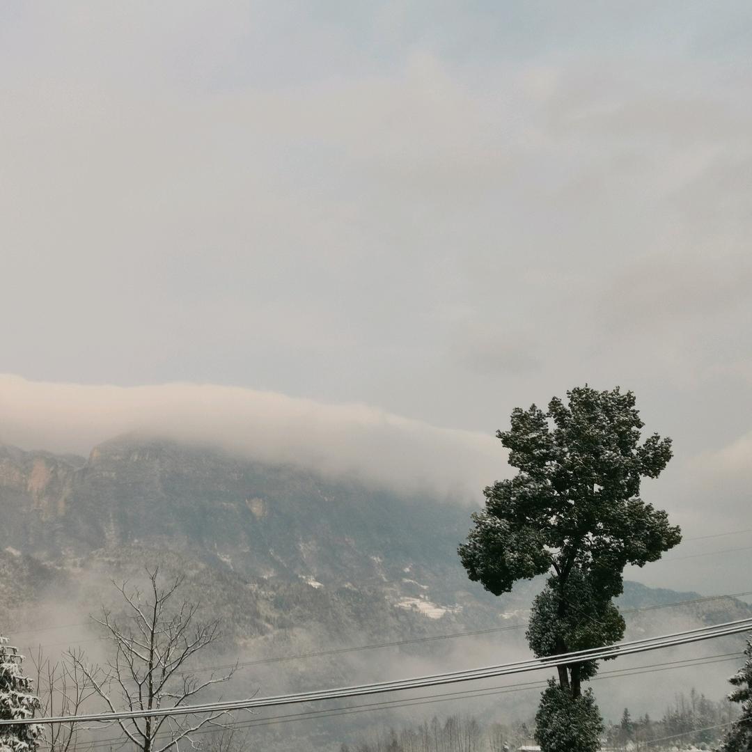 风在树梢