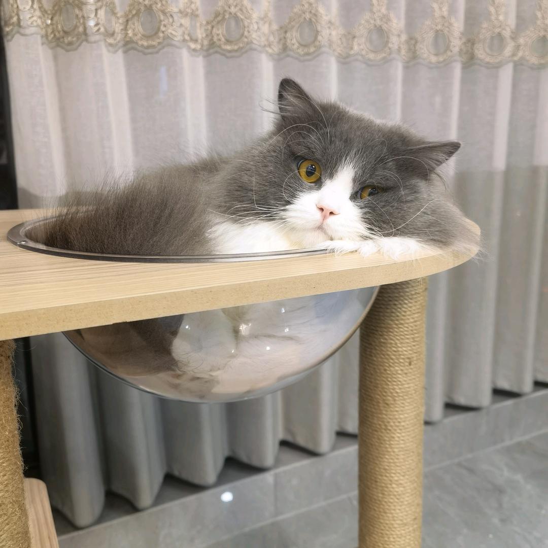 奥利奥不太甜