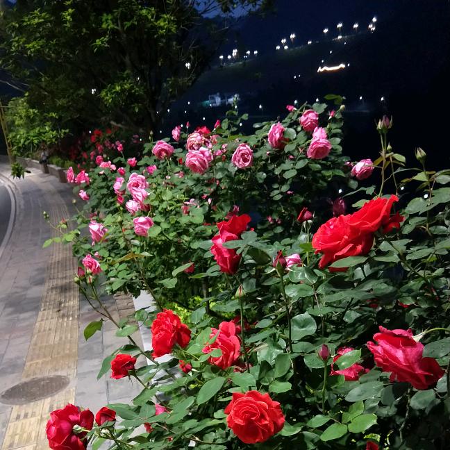🌹小  ♥  硕