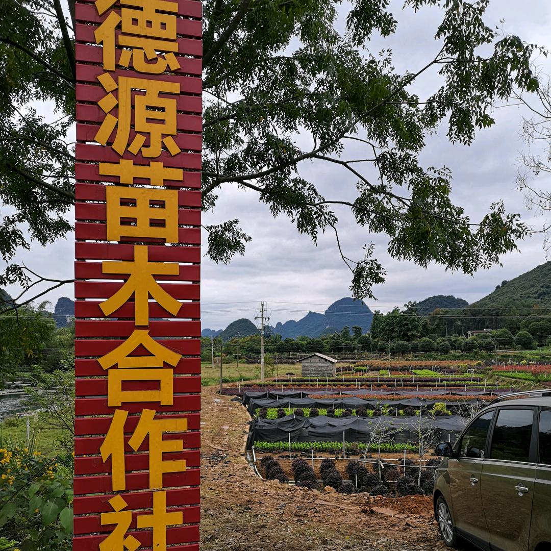 阳朔县德源苗木专业合作社