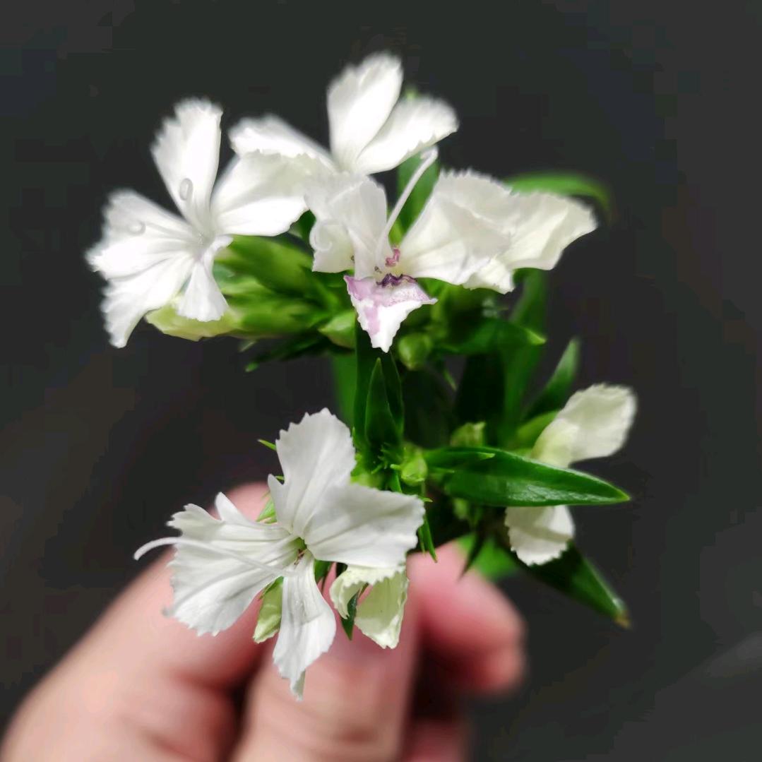 王丑丑