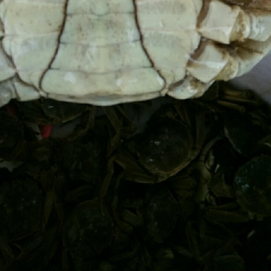 生态红膏大闸蟹