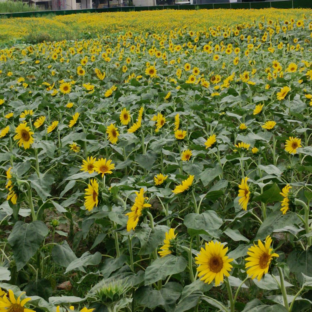 心若向阳，无谓悲伤