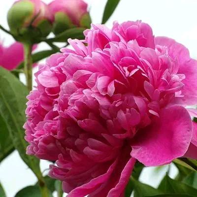 花美人间