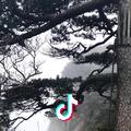 翘首等待恰逢花开