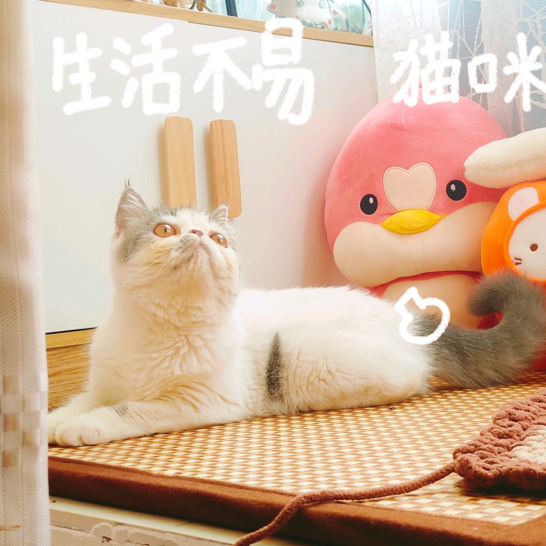梓颜君不会笑