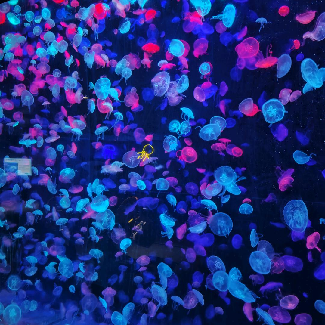 大家好才是真的好