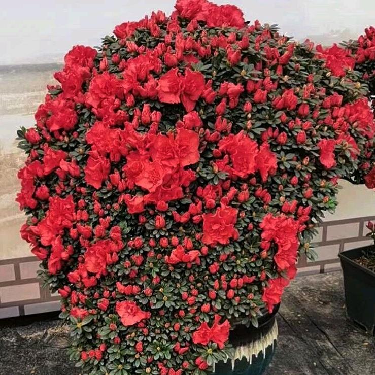 永福小辉园艺场