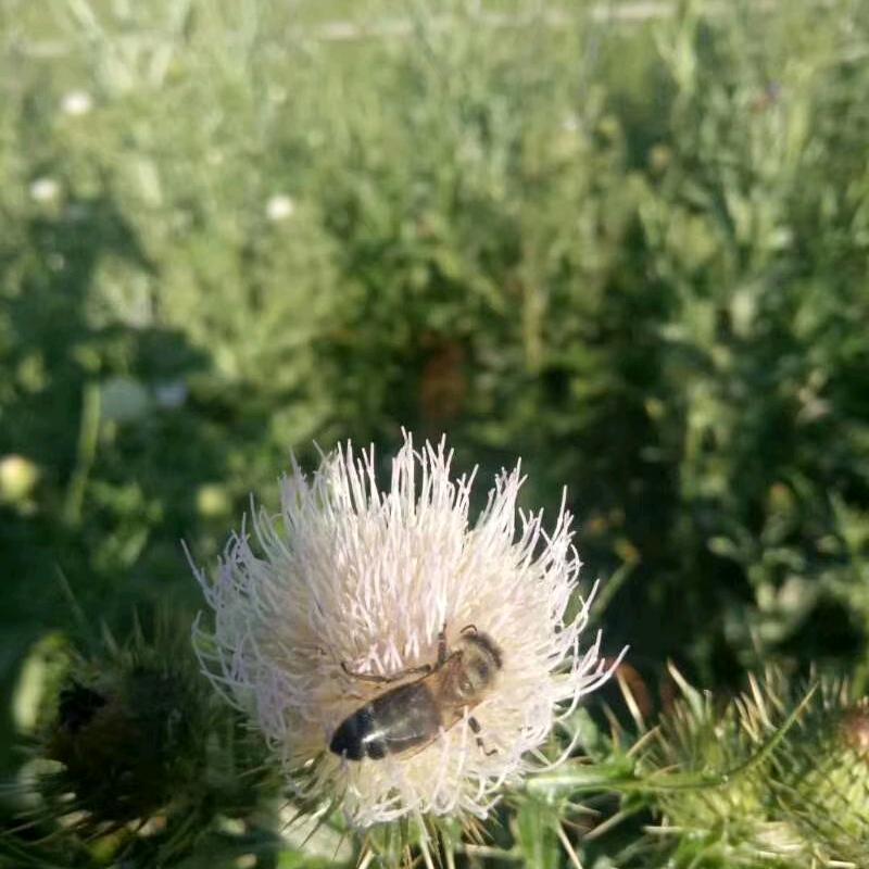 花蜜堂，新疆特产