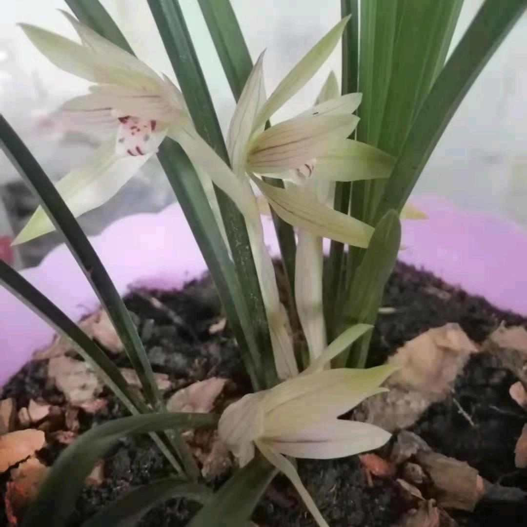 重生之我在浙江