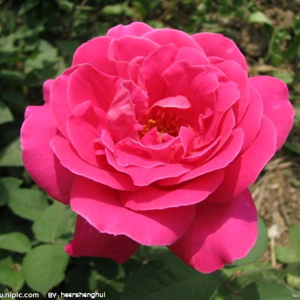 康利馨家庭养老