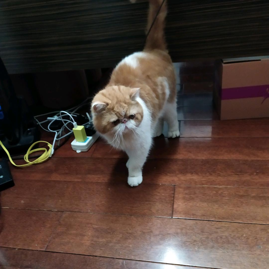 大黄与皮皮