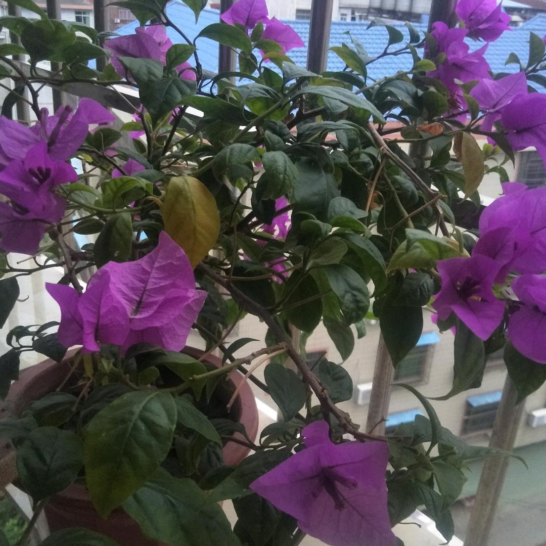 平安。采花贼。